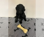 Small Photo #2 Goldendoodle Puppy For Sale in ARCADIA, OR, USA