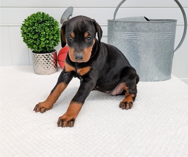 Medium Photo #71 Doberman Pinscher Puppy For Sale in GOSHEN, IN, USA