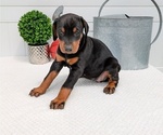 Small Photo #71 Doberman Pinscher Puppy For Sale in GOSHEN, IN, USA