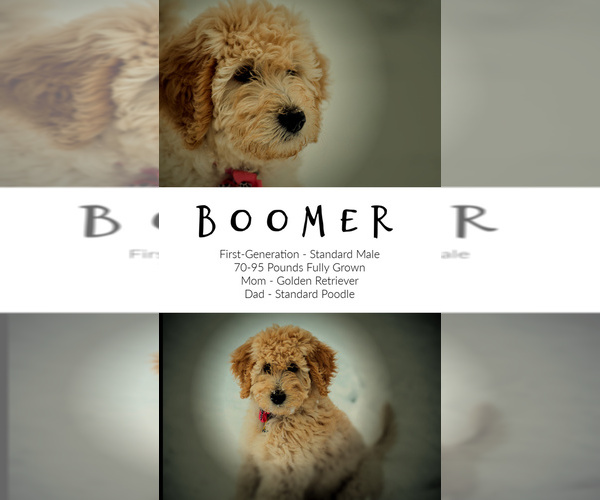 Medium Photo #9 Goldendoodle Puppy For Sale in LISBON, OH, USA