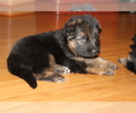 Small Photo #12 German Shepherd Dog Puppy For Sale in TACOMA, WA, USA
