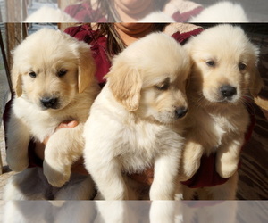 Golden Retriever Puppy for Sale in RICHLANDS, North Carolina USA