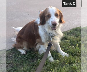 TX/Tank Fritz (LA) - Male Brittany-Colonial Cocker Spaniel Mix Dog for Adoption - Photo #6