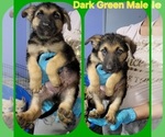 Puppy Dark green Yorkshire Terrier
