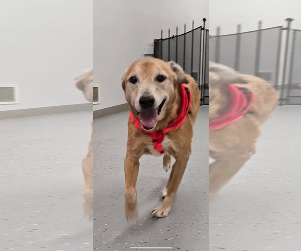 Medium Photo #2 Labrador Retriever-Unknown Mix Puppy For Sale in Wakefield, RI, USA