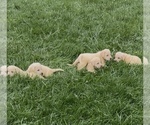 Small #1 Labrador Retriever