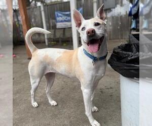 DAISY - Female Siberian Husky-Unknown Mix Dog for Adoption - Photo #5