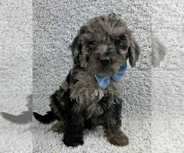 Medium Photo #2 Poodle (Standard)-Unknown Mix Puppy For Sale in Grafton, WI, USA