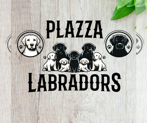 Labrador Retriever Litter for sale in BRADENTON, FL, USA