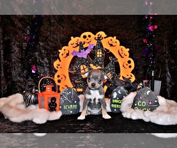 Medium Photo #2 Chihuahua Puppy For Sale in CHARLESTON, AR, USA