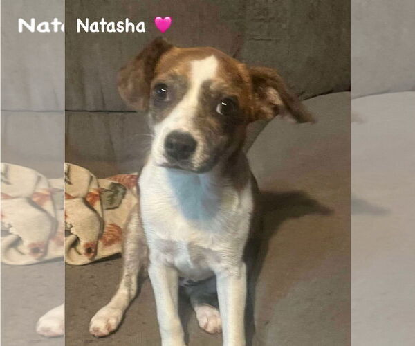 Medium Photo #2 Mutt Puppy For Sale in Ridgefield, CT, USA