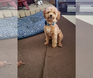 Father of the Miniature Schnauzer-Poodle (Toy) Mix puppies born on 05/20/2025
