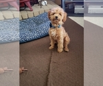 Small Photo #1 Miniature Schnauzer-Poodle (Toy) Mix Puppy For Sale in SAN JOSE, CA, USA