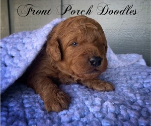 Goldendoodle Puppy for sale in BRAZIL, IN, USA