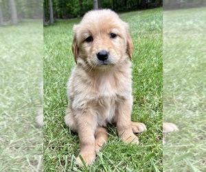 Golden Retriever Puppy for sale in FAIR HAVEN, MI, USA