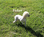 Small #19 Poodle (Toy)