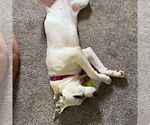 Small #14 American Bulldog