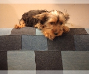 Medium Yorkshire Terrier