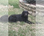 Small Photo #1 Labrador Retriever Puppy For Sale in KELLER, TX, USA