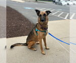 Small #1 German Shepherd Dog