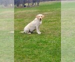 Small Photo #1 Aussiedor Puppy For Sale in COOPERSTOWN, PA, USA