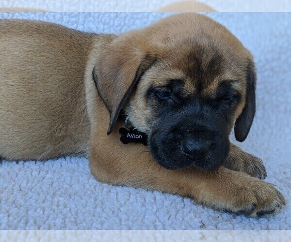 Medium Photo #4 Mastador-Mastiff Mix Puppy For Sale in BROOKSVILLE, FL, USA