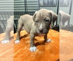 Puppy Yellow American Bully