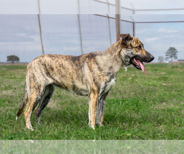 Medium Photo #1 Mutt Puppy For Sale in Abbeville, LA, USA