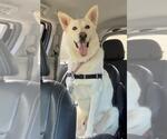 Small #1 German Shepherd Dog