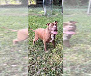 Brady - Male American Pit Bull Terrier Dog for Adoption - Photo #11