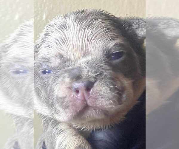 Medium Photo #5 French Bulldog Puppy For Sale in CORDOVA, TN, USA