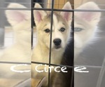 Puppy Circe Siberian Husky