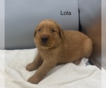 Small #3 Golden Retriever