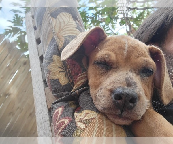 Medium Photo #7 Catahoula Bulldog Puppy For Sale in MIAMI BEACH, FL, USA