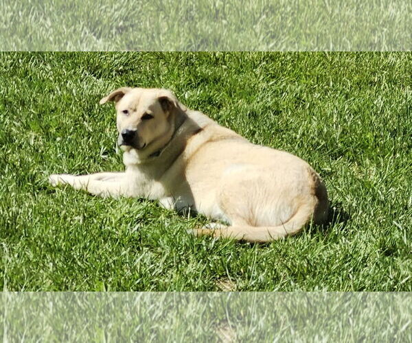 Medium Photo #3 Huskies -Labrador Retriever Mix Puppy For Sale in Mount Airy, NC, USA