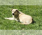 Small #2 Huskies -Labrador Retriever Mix