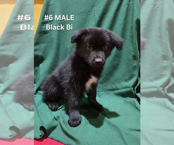 Medium Photo #24 Australian Shepherd Puppy For Sale in CLARKSVILLE, TX, USA