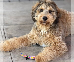 Poodle (Standard) Dogs for adoption in Glendale , AZ, USA