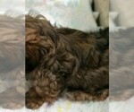 Small Photo #2 Shih Tzu Puppy For Sale in MYRTLE BEACH, SC, USA