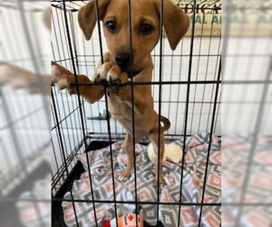 Mutt Dogs for adoption in Minneapolis, MN, USA