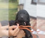Small Photo #6 Labradoodle-Labrador Retriever Mix Puppy For Sale in CANTON, SD, USA