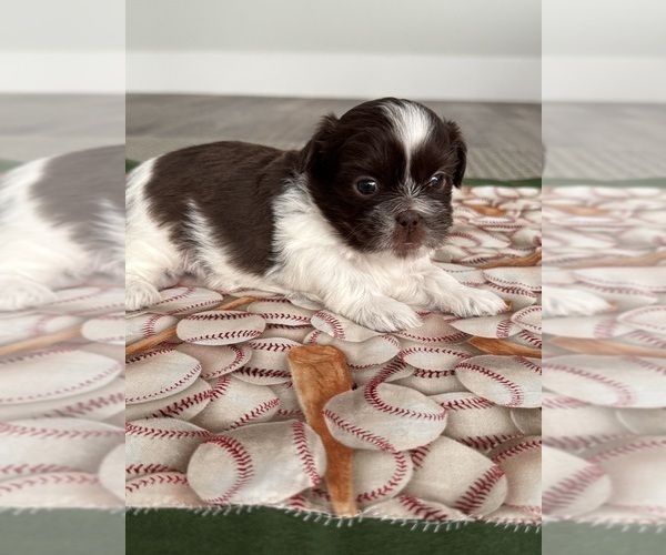 Medium Photo #1 Shih Tzu Puppy For Sale in PRESTON, ID, USA