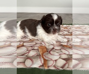 Shih Tzu Puppy for sale in PRESTON, ID, USA