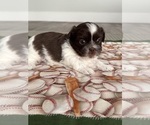 Image preview for Ad Listing. Nickname: Tito