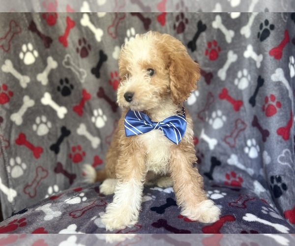 Medium Photo #2 Cavapoo Puppy For Sale in LAKELAND, FL, USA