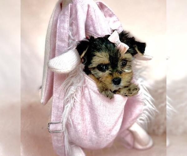 Medium Photo #19 Yorkshire Terrier Puppy For Sale in NEW YORK, NY, USA