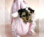 Small #18 Yorkshire Terrier