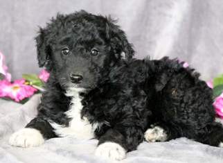 Bordoodle Puppy for sale in MOUNT JOY, PA, USA