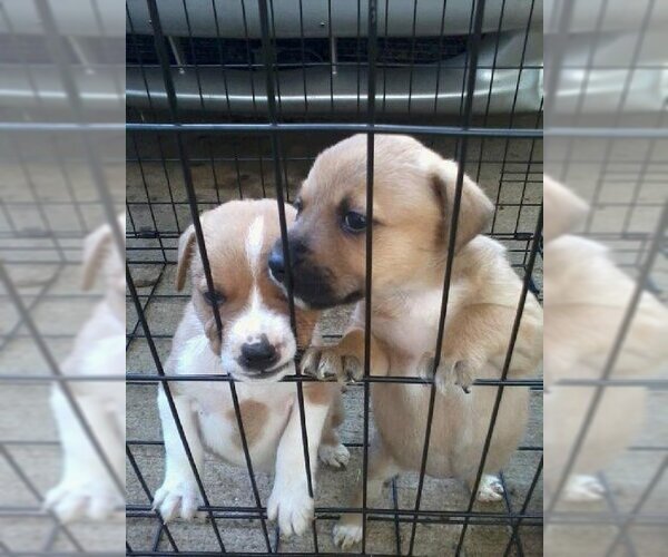 Medium Photo #19 Mutt Puppy For Sale in Rockaway, NJ, USA
