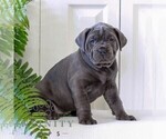 Small #2 Cane Corso
